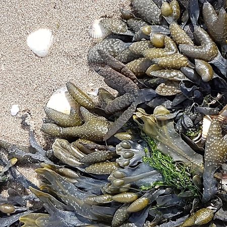 Haus Am Meer Eckwarden Butjadingen Exteriör bild