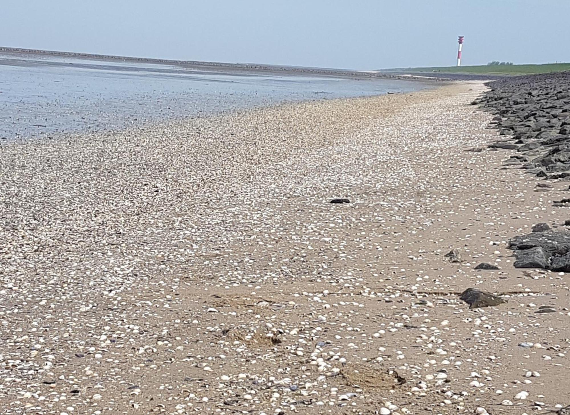 Haus Am Meer Eckwarden Butjadingen Exteriör bild